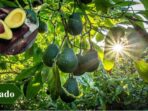 Best Crops to Grow for High Profits Your Golden Ticket to Farming Fortune