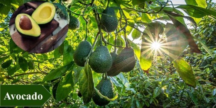 Best Crops to Grow for High Profits Your Golden Ticket to Farming Fortune
