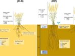 Tips for Water Management in Crop Farming Secrets Unleashed