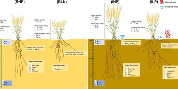 Tips for Water Management in Crop Farming Secrets Unleashed