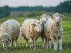 How to Prepare for Lambing and Calving Season with a Smile