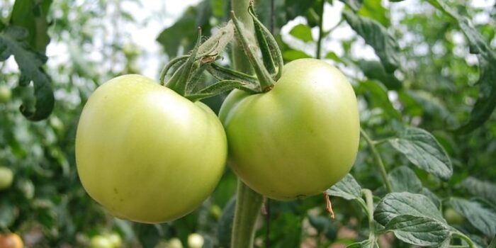 Best Crops for Organic Farming Practices Made Easy