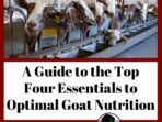 How to Raise Healthy Goats for Milk and Meat Made Easy