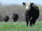 Best Grazing Practices for Cattle and Sheep Unleashed