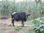 How to Manage a Mixed Farming Operation with Flair