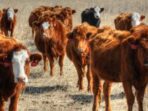 Building a Biosecure Livestock Farm Made Easy