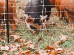 Starting a Pig Farm Everything You Need to Know and More