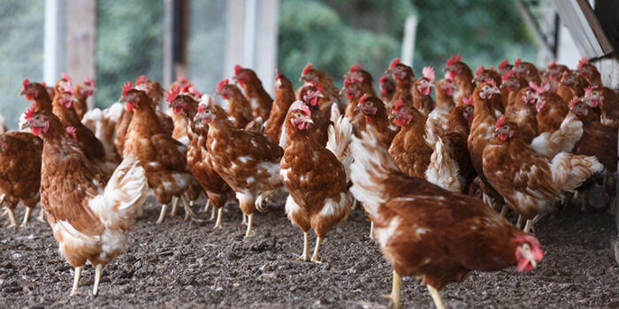 Managing Waste in Poultry Farms Efficiently and Effectively