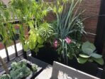 Container Gardening for City Dwellers Growing Green in Small Spaces