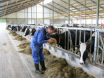 Managing Animal Health in a Dairy Farm Moo-velous Insights