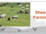 Livestock Farming as a Family Business the Moo-oo-ving Adventure