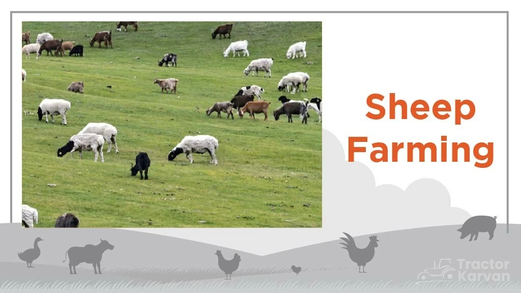 Livestock Farming as a Family Business the Moo-oo-ving Adventure