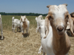 Best Livestock Breeds for Small Scale Farming Made Easy