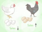 How to Start a Chicken Farm from Scratch with Flair