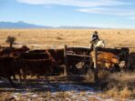 Benefits of Rotational Grazing for Livestock Made Fun