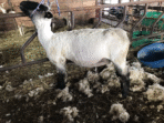 Raising Livestock with Minimal Land Made Easy
