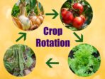 Crop Rotation Techniques Every Farmer Should Know