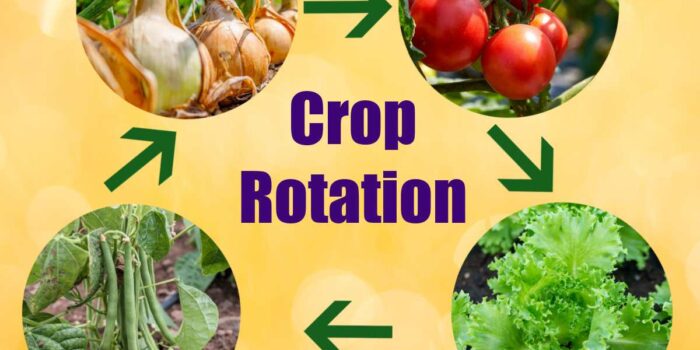 Crop Rotation Techniques Every Farmer Should Know
