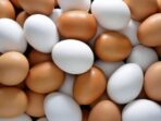 Tips to Improve Egg Production in Layers for Happy Chickens
