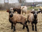 How to Raise Sheep for Wool and Meat A Baa-rilliant Guide