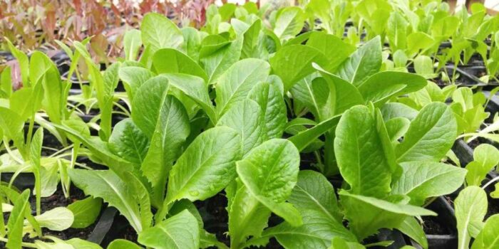 What You Need to Know Before Starting Organic Farming