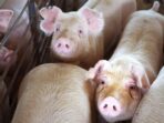 Exploring Alternative Feeds for Farm Animals