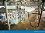 Setting Up an Efficient Milking System for Moo-tastic Results