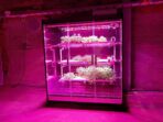 Organic Food Production in Urban Environments Grow Greens in Concrete Dreams