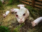 All You Need to Know About Free Range Poultry Farming