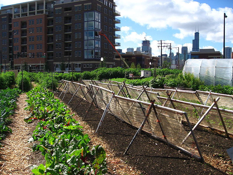 Aquaponics in Urban Farming: A Sustainable Food System for Cities